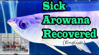 Arowana fish recovered from sickness using Fish Doctor Medicines