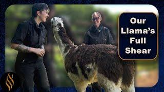 Our New Llama's Shearing