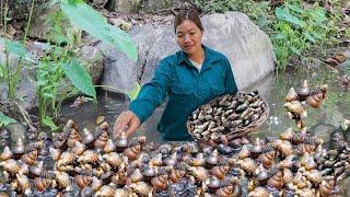 Harvesting Snail Goes To The Market Sell, Cooking