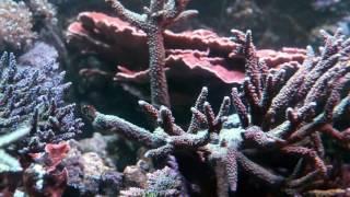 o2manyfish 400g Reef - June 2016 - Narrated