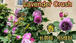 颜色梦幻的薰衣草色爬藤月季：Lavender Crush, 香味浓郁，长势快，抗性好