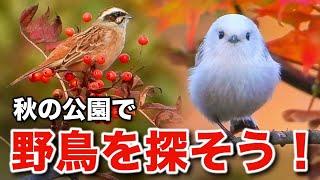 これぞ究極の癒し！紅葉のシマエナガと可愛らしい野鳥たちを観察しよう！