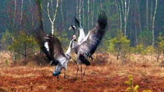 FIGHT AND DANCE-BIRDS Dancing Cranes in Springtime! (Worth Watching!)