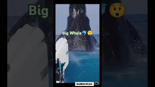 Big Whale in the Sea#song #music #jubinnautiyal #love #trending #whale #sea #seafood #তিমি#shorts