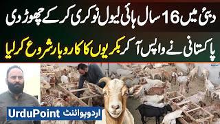 Dubai Me 16 Years High Level Job Karne Wale Pakistani Ne Job Chor Ke Pakistan Me Goat Farm Bana Liya