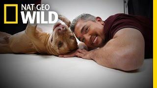 Daddy's History | Cesar Millan: Love My Pitbull