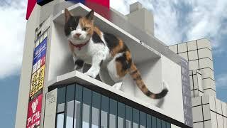 Giant Cat 3D billboard  Tokyo Japan