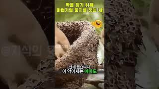짝을 찾기 위해 마법처럼 둥지를 짓는 새 #새의세계 #자연의신비