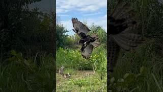 Amazing eagle fly down hunt bird of prey on the ground #shortsfeed #birdhunting #huntingbirds