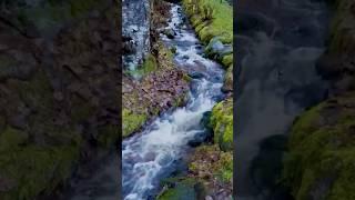 Rainy Creek Sounds ASMR - Serene Scenes