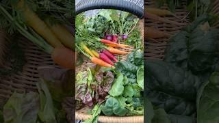 Winter harvest #garden #gardening #harvest #growyourownfood #vegetables #gardenharvest