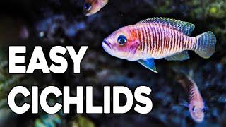 Guide to Shell Dwellers - The Best African Cichlid for Small Aquariums