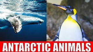 Animals That Live in Antarctica | Wildlife of Antarctica