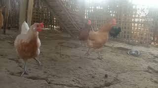 Amazing !!! Mother chicken protects the chicks from king cobra. wildlife