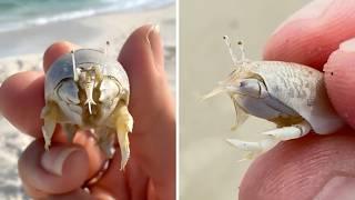 Spiny Mole Crab  A HIDDEN Sand Dweller!