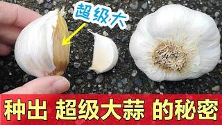 原来这样就能种出巨型大蒜头 How to grow giant garlic