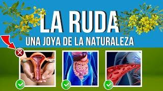 La RUDA y sus Beneficios MEDICINALES  Usos ASOMBROSOS y CUIDADOS 