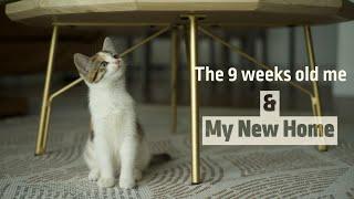 9 Weeks old Kitten's Behavior in New Home - Norwegian Forest x Domestic Mix Kitten - Cat Video