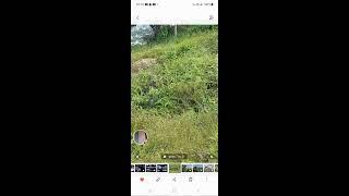 Josie Ambo is live!