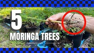 Easiest Way to Grow Moringa Trees in Pots