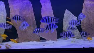 Cyphotilapia Gibberosa Blue Zaire Moba