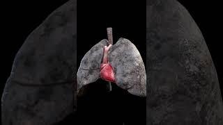 pollution damage vs smoker's lungs #3danimation #3d #sciepro #lungsdisease