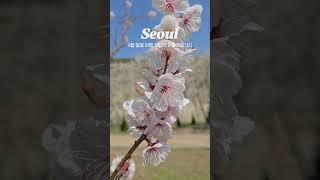 4월 서울 봄꽃 여행. 청계천 따라 걷는 용답역 하동매실 거리
