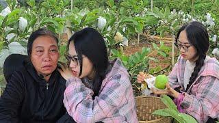 Guava Season Begins: Finding Aunt Tam in the Damp Market - An Emotional Reunion with Foster Mother