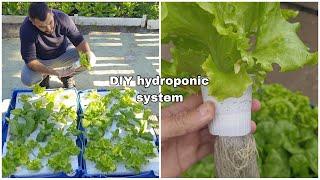 DIY Hydroponic Garden: How to DESIGN and BUILD an INEXPENSIVE SYSTEM for GROWING PLANTS in WATER