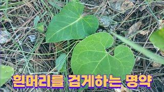 백하수오외 2종 (중국의 3대 명약 찾기)