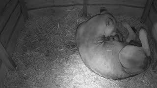 Lioness gives birth to three cubs in the Netherlands