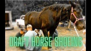 SHOEING A DRAFT HORSE! Draft Horse Gets HANDMADE Shoes Done by 4 Man Farrier Team, Team PNW