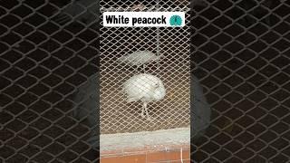 beautiful white peacock  Karachi zoo #beautiful #youtubeshorts #shortsfeed #shorts