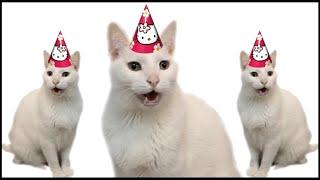 HAPPY BIRTHDAY FROM THE CATS