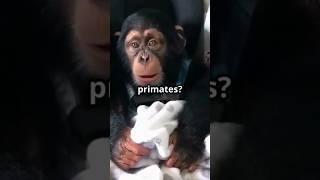 Chimp vs Monkey: Have You Been Getting It Wrong This Whole Time?