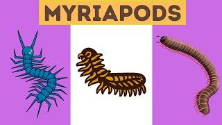 Myriapods Characteristics