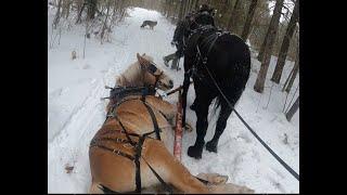 DRAFT HORSE DOWN! \\ Riley Takes A Tumble!