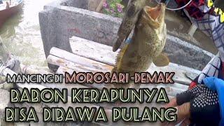 Spot jembatan pedhot Morosari -Demak. GILAAA... BENER-BENER MONSTER KERAPU.