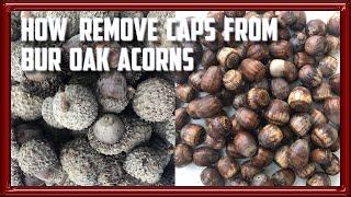 How To Remove Caps From Bur Oak Acorns