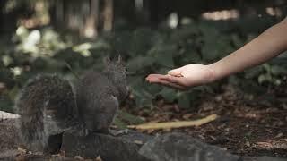 Cutie the squirrel brought her adorable