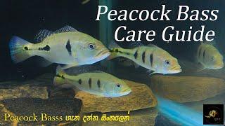 Peacock Bass Fish Care Guide  #fishyaqua