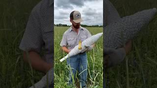 Storing Polywire on PVC Pipe #grazing #covercrops #cows #farm #cow #soilhealth