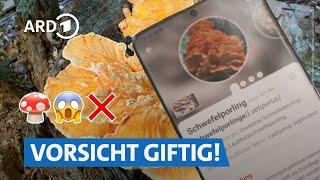 Pilze sammeln im Wald: Erkennt die App giftige Pilze? | Die Ratgeber HR