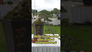 Mantap.!? inspirasi bonsai sancang semi cascade di acara kontes bonsai di Bangli