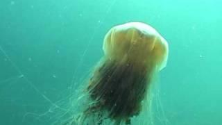 Lion's Mane Jellyfish