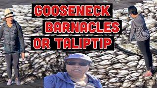 GOOSENECK BARNACLES | Maan Conde TV