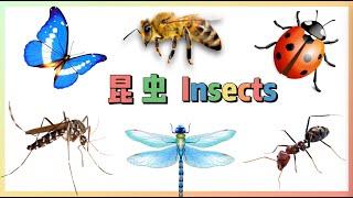 学中文---昆虫 | Learn Insects in Chinese | 中文加油站