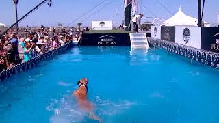 Dog Sports: Dog Diving and Fetch Competition