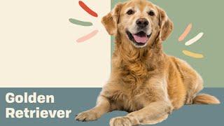 10 Fascinating Facts about the Golden Retriever | Dog Trivia | DAILY PAWS