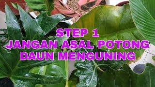 Tips Merawat Tanaman Hias Agar Segera Tumbuh Daun Baru #Step 1 - KEBUNCILIK